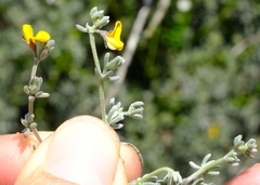 Aspalathus digitifolia