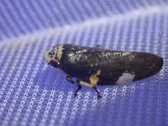 Ptyelus grossus