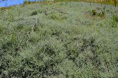 Aspalathus digitifolia