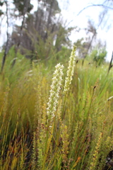 Prasophyllum brownii