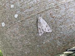 Acronicta hercules