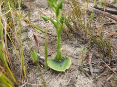 Habenaria lithophila