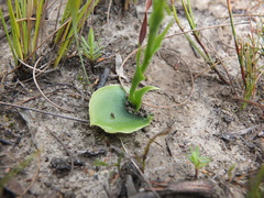Habenaria lithophila