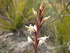 Satyrium stenopetalum