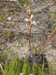 Satyrium stenopetalum