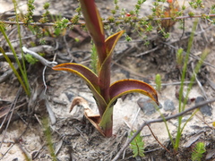 Satyrium stenopetalum
