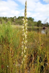 Prasophyllum brownii