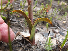 Satyrium stenopetalum