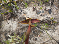 Satyrium stenopetalum