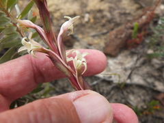 Satyrium stenopetalum