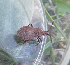 Ulmicola spinipes