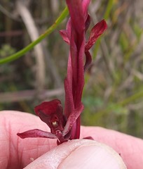 Disa ophrydea