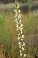 Prasophyllum brownii