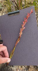 Disa reticulata