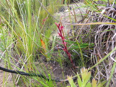 Disa reticulata