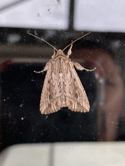 Persectania dyscrita