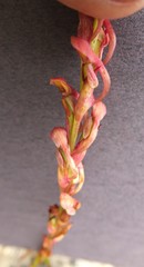 Disa reticulata