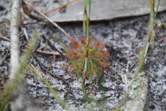 Drosera roseana