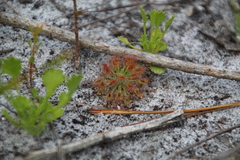Drosera roseana