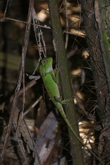 Gonocephalus kuhlii