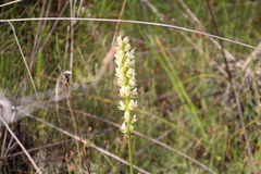 Prasophyllum brownii