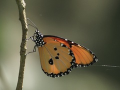 Danaus chrysippus dorippus
