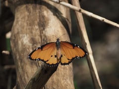 Danaus chrysippus dorippus