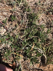 Blepharis procumbens