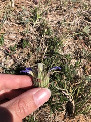 Blepharis procumbens