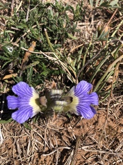 Blepharis procumbens