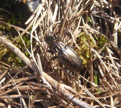 Pterostichus multipunctatus