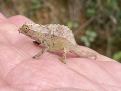 Rieppeleon brevicaudatus