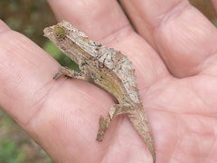 Rieppeleon brevicaudatus