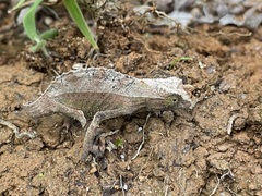 Rieppeleon brevicaudatus