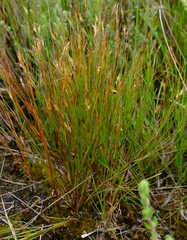 Anthochortus ecklonii