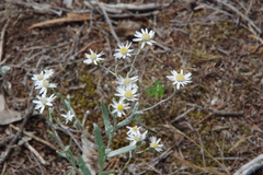 Rhodanthe corymbiflora