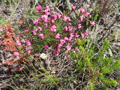 Erica spumosa