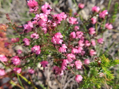Erica spumosa