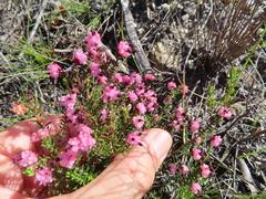 Erica spumosa