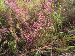 Erica spumosa
