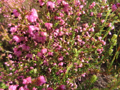 Erica spumosa