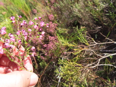 Erica spumosa