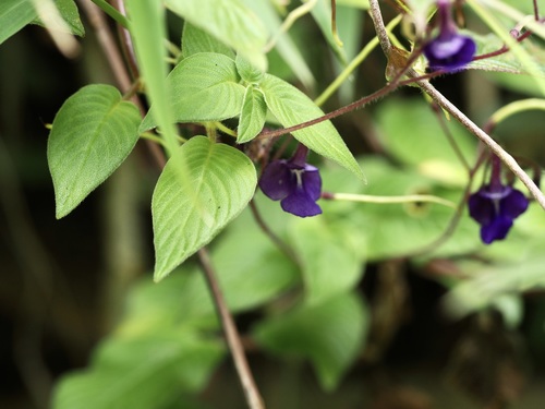 Streptocarpus glandulosissimus