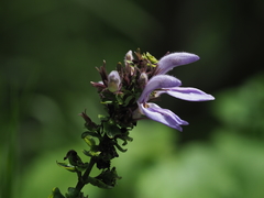 Brillantaisia