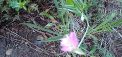 Oenothera rosea