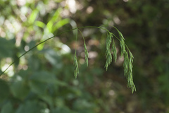 Festuca caucasica
