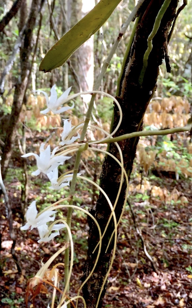 Aerangis decaryana