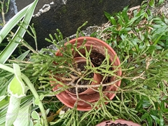 Hatiora salicornoides