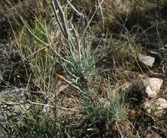 Anginon swellendamense