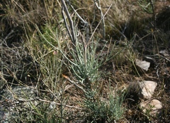Anginon swellendamense